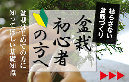 枯らさない盆栽づくり 盆栽初心者の方へ 盆栽はじめての方に知ってほしい基礎知識