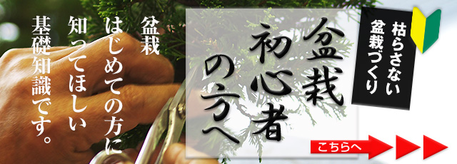 枯らさない盆栽づくり 盆栽初心者の方へ 盆栽はじめての方に知ってほしい基礎知識