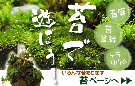 苔で遊ぼう 苔特集