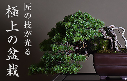 匠の技が光る極上の盆栽