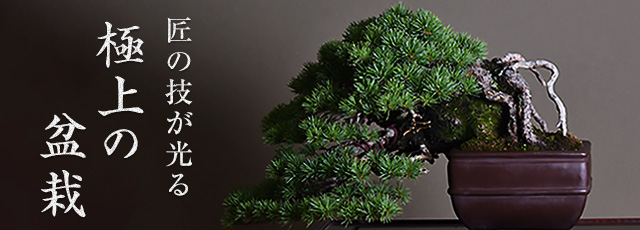高級盆栽特集