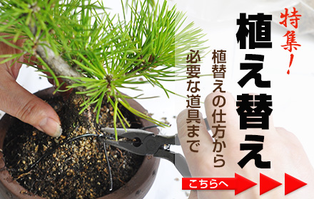 植え替えの仕方