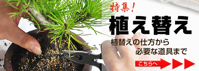 植替えの仕方から必要な道具まで