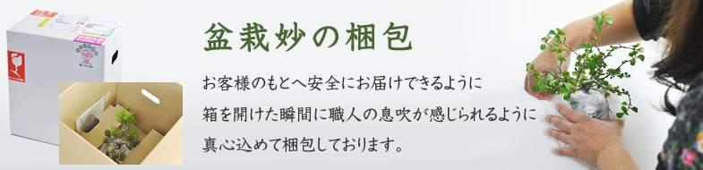 盆栽妙の梱包