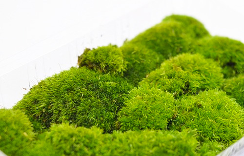苔 販売
